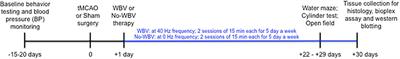 Post-stroke low-frequency whole-body vibration improves cognition in middle-aged rats of both sexes